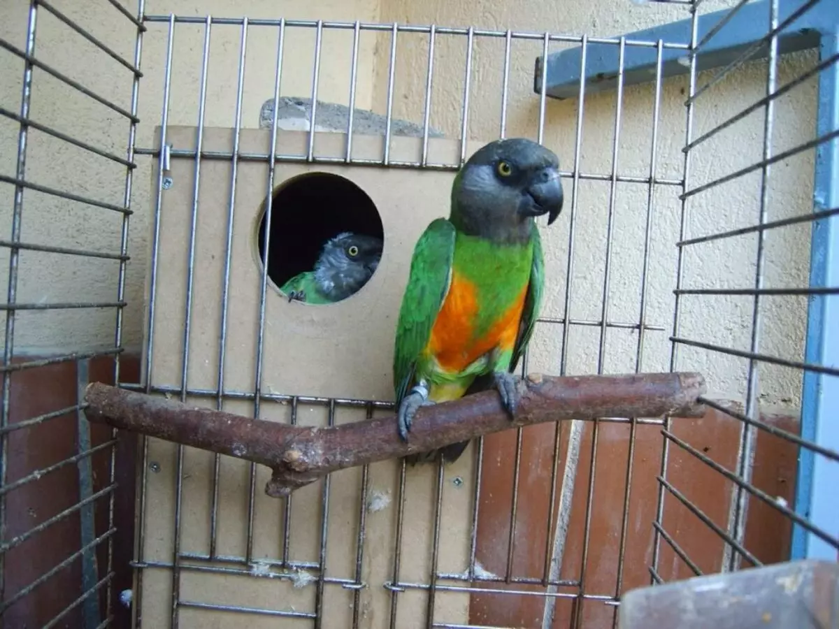 СЕНЕГАЛЕСЕ ПАРРОТ (22 фотографије): Избор МЛЕТ-а за сенегалски дуги папагај. Карактеристике његовог узгоја. Колико година живи? Прегледи власништва 11621_2