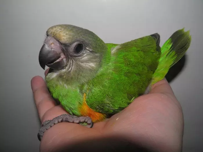 Senegalese Parrot (22 kuvaa): Milletin valikoima Senegalsky Long Parrot. Sen jalostuksen ominaisuudet. Kuinka vanha hän asuu? Omistusarvostelut 11621_3