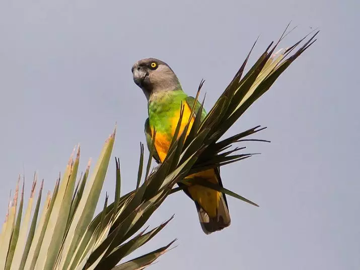 Senegalese Parrot (22 kuvaa): Milletin valikoima Senegalsky Long Parrot. Sen jalostuksen ominaisuudet. Kuinka vanha hän asuu? Omistusarvostelut 11621_4