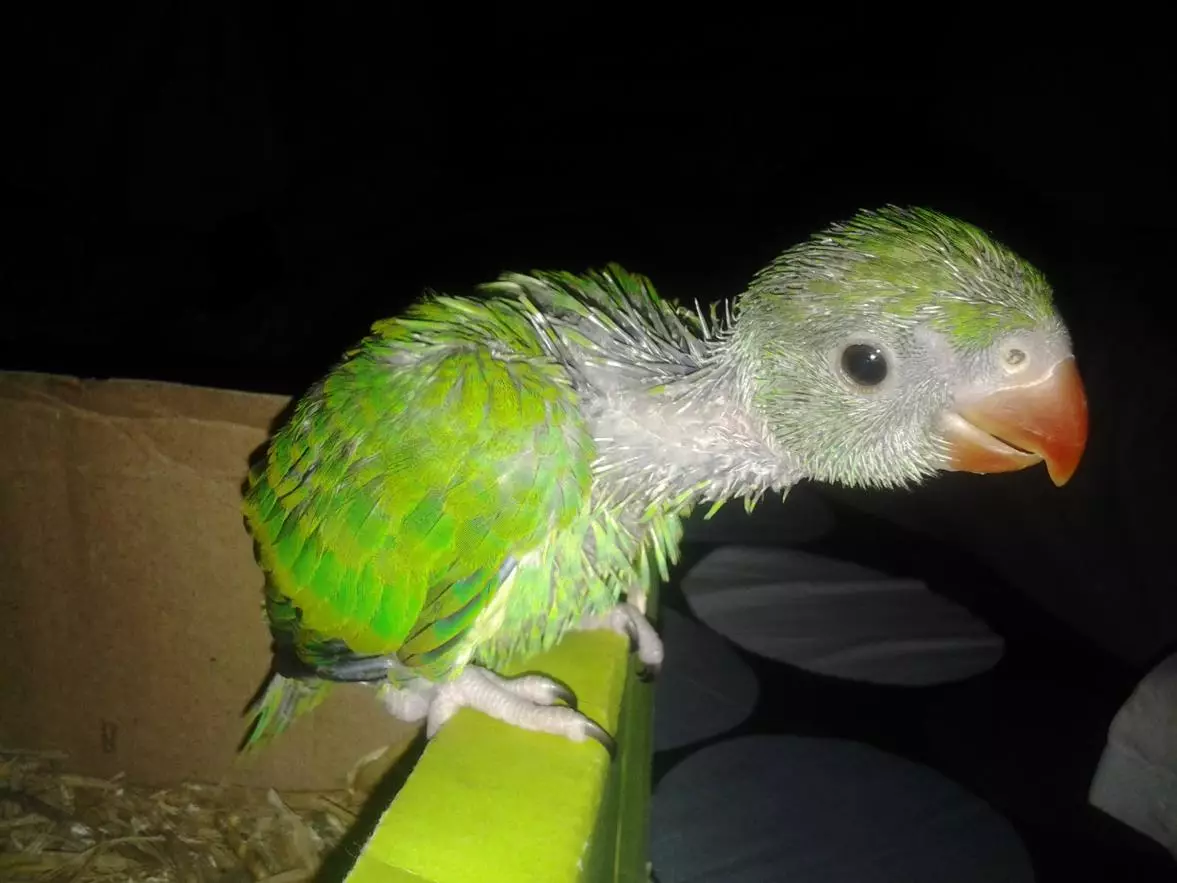 Senegalese Parrot (22 kuvaa): Milletin valikoima Senegalsky Long Parrot. Sen jalostuksen ominaisuudet. Kuinka vanha hän asuu? Omistusarvostelut 11621_6
