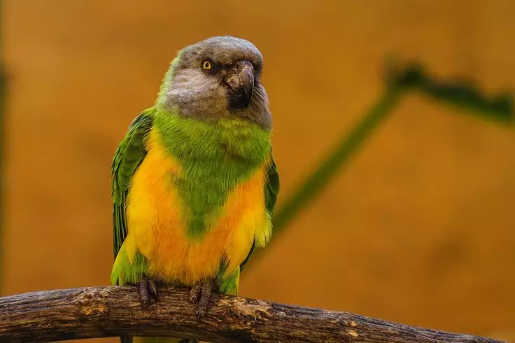 СЕНЕГАЛЕСЕ ПАРРОТ (22 фотографије): Избор МЛЕТ-а за сенегалски дуги папагај. Карактеристике његовог узгоја. Колико година живи? Прегледи власништва 11621_7