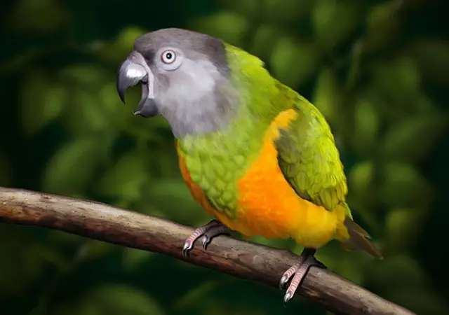 Papagaio Senegalês (22 fotos): Seleção de painço para o papagaio longo senegalsky. Características de sua criação. Quantos anos ele mora? Revisões de propriedade 11621_8