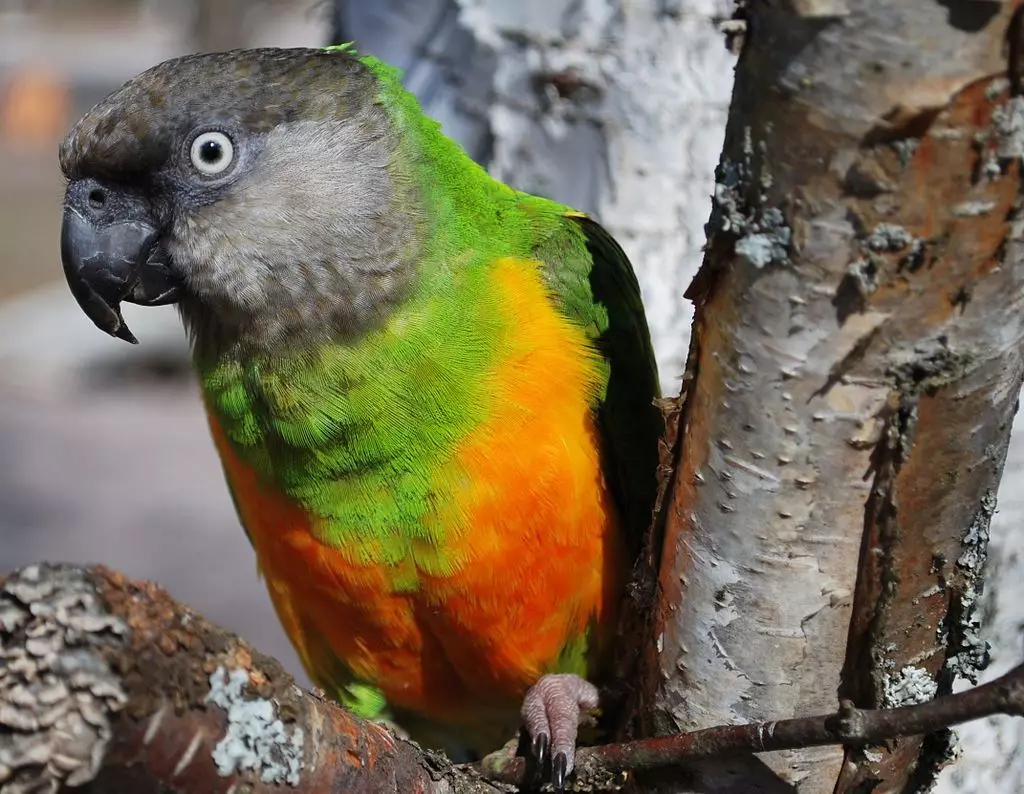 Papagaio Senegalês (22 fotos): Seleção de painço para o papagaio longo senegalsky. Características de sua criação. Quantos anos ele mora? Revisões de propriedade 11621_9
