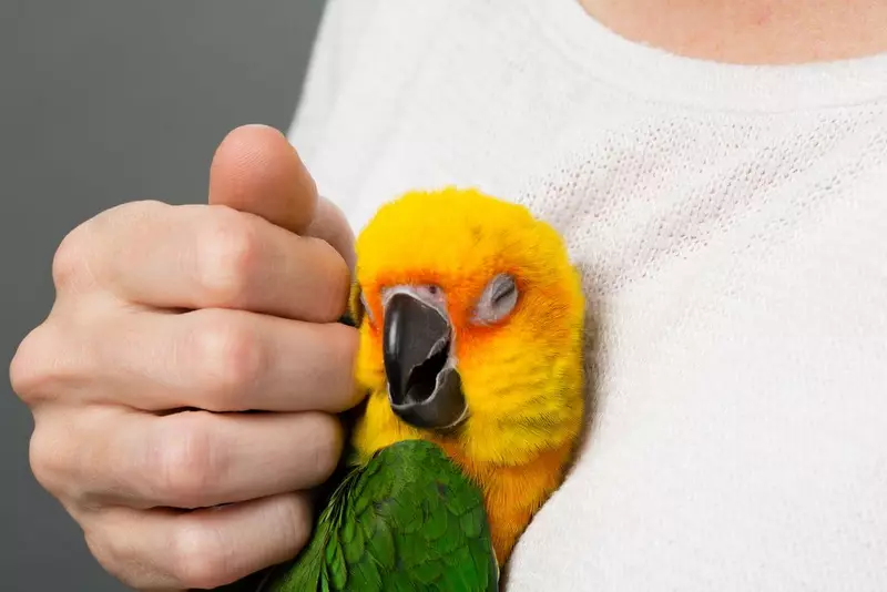 Apa parrot yang lebih baik untuk bermula di apartmen? Bagaimana untuk memilih pandangan terbaik burung nuri untuk sebuah apartmen? 11627_13
