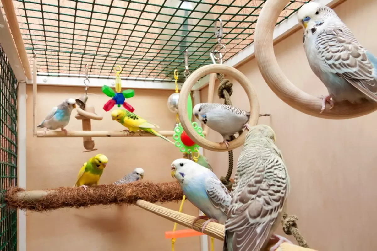 Apa parrot yang lebih baik untuk bermula di apartmen? Bagaimana untuk memilih pandangan terbaik burung nuri untuk sebuah apartmen? 11627_18