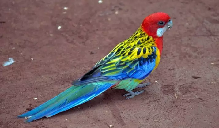 Kodi parrot ndibwino kuyamba bwanji mnyumba? Kodi mungasankhe bwanji mawonekedwe abwino a parrot ku nyumba? 11627_26