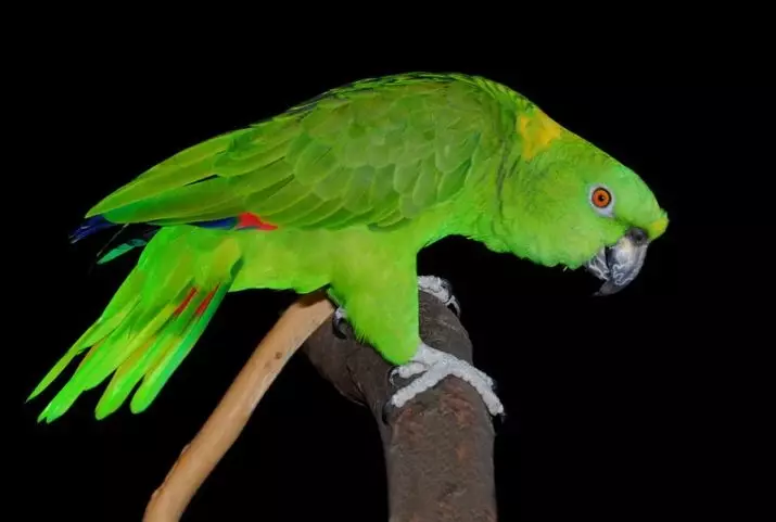 Apa parrot yang lebih baik untuk bermula di apartmen? Bagaimana untuk memilih pandangan terbaik burung nuri untuk sebuah apartmen? 11627_27