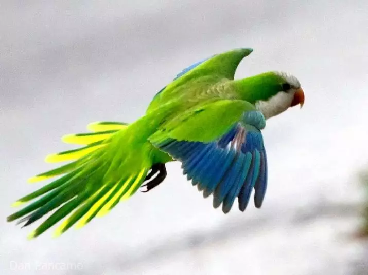 Waa maxay parrot-ka ugufiican in lagu bilaabo guriga? Sidee loo doortaa aragtida ugu fiican ee parrot aqal? 11627_28