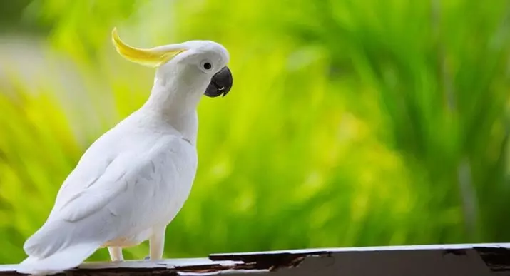 Waa maxay parrot-ka ugufiican in lagu bilaabo guriga? Sidee loo doortaa aragtida ugu fiican ee parrot aqal? 11627_29