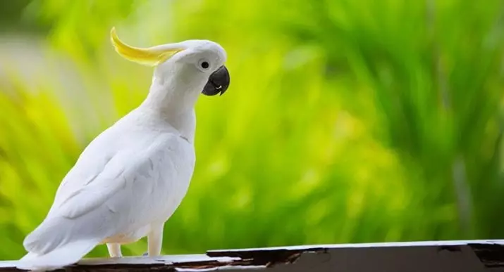 Apa parrot yang lebih baik untuk bermula di apartmen? Bagaimana untuk memilih pandangan terbaik burung nuri untuk sebuah apartmen? 11627_29