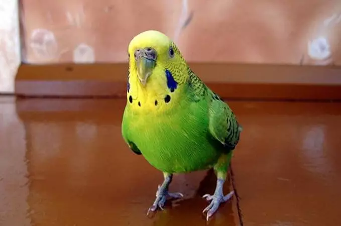 Waa maxay parrot-ka ugufiican in lagu bilaabo guriga? Sidee loo doortaa aragtida ugu fiican ee parrot aqal? 11627_9