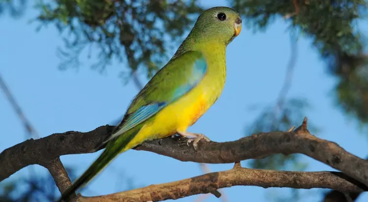 Хербален папагал: Опис на Робур и Азур, Златни и сјајни папагали, карактеристики на други видови 11630_16