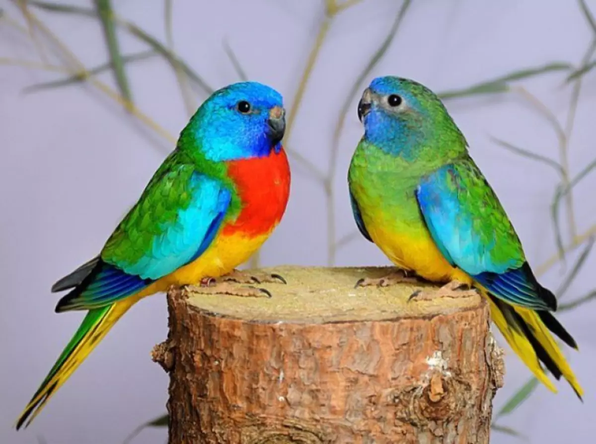 Хербален папагал: Опис на Робур и Азур, Златни и сјајни папагали, карактеристики на други видови 11630_17