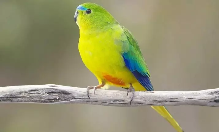 Bitkisel Papağan: Sabit ve Azure, Altın ve Parlak Papağan, Diğer Türlerin Özellikleri Açıklaması 11630_18