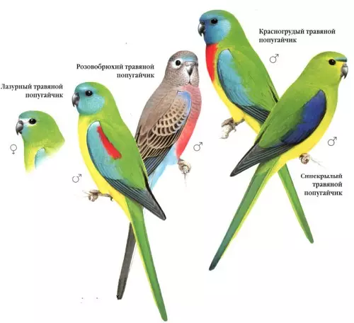 Herbal papegaai: Beskrywing van robbly en blou, goue en glans papegaaie, kenmerke van ander spesies 11630_2