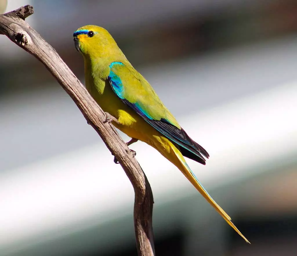 Herbal papegaai: Beskrywing van robbly en blou, goue en glans papegaaie, kenmerke van ander spesies 11630_21
