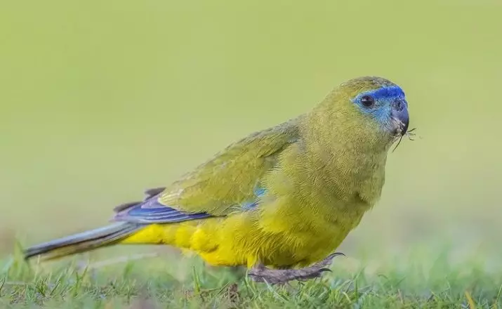 Хербален папагал: Опис на Робур и Азур, Златни и сјајни папагали, карактеристики на други видови 11630_23