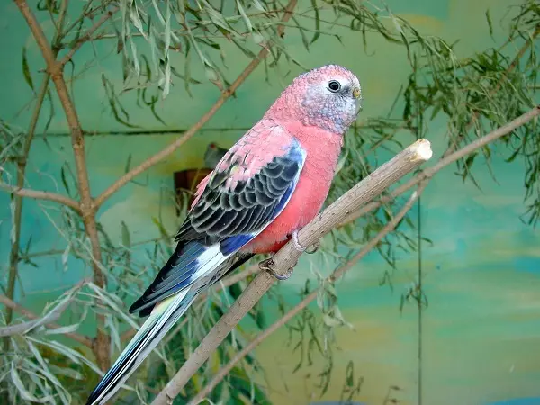 Herbal papegaai: Beskrywing van robbly en blou, goue en glans papegaaie, kenmerke van ander spesies 11630_5