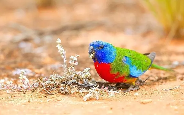 Хербален папагал: Опис на Робур и Азур, Златни и сјајни папагали, карактеристики на други видови 11630_8