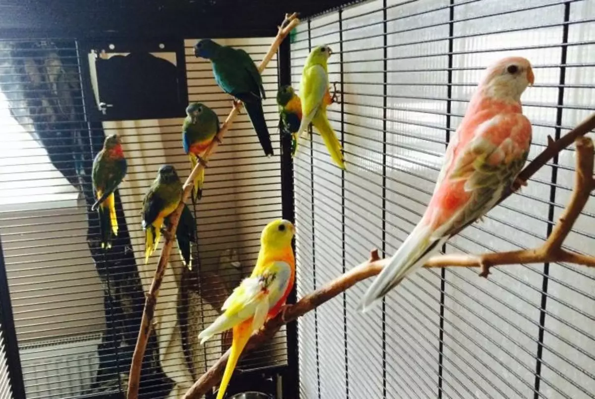 Хербален папагал: Опис на Робур и Азур, Златни и сјајни папагали, карактеристики на други видови 11630_9