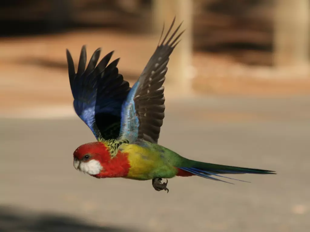 Parrot Rosella (44 ảnh): Tính năng nội dung của Roosela. Parrot có nói về không? Đặc điểm của Rosella Red, Motley và các loài khác. Đánh giá sở hữu 11631_11