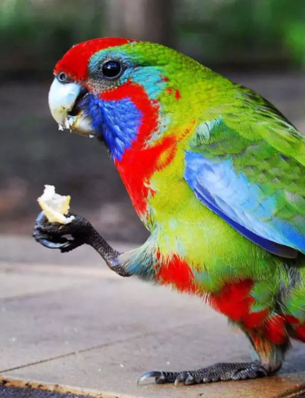 Parrot Rosella (44 ảnh): Tính năng nội dung của Roosela. Parrot có nói về không? Đặc điểm của Rosella Red, Motley và các loài khác. Đánh giá sở hữu 11631_13