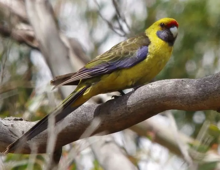 Parrot Rosella (44 ảnh): Tính năng nội dung của Roosela. Parrot có nói về không? Đặc điểm của Rosella Red, Motley và các loài khác. Đánh giá sở hữu 11631_15