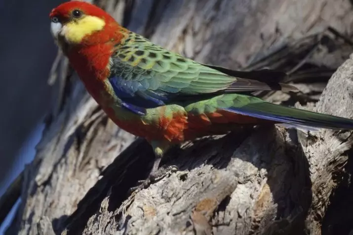 Parrot Rosella (44 ảnh): Tính năng nội dung của Roosela. Parrot có nói về không? Đặc điểm của Rosella Red, Motley và các loài khác. Đánh giá sở hữu 11631_18