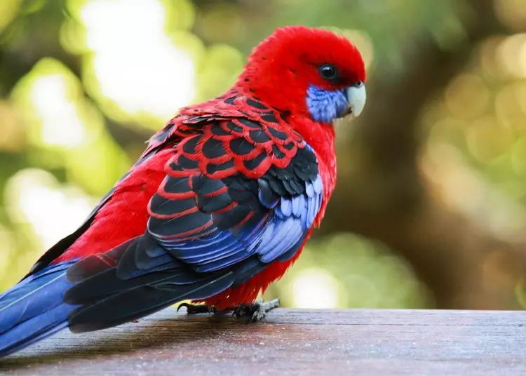 Parrot Rosella (44 ảnh): Tính năng nội dung của Roosela. Parrot có nói về không? Đặc điểm của Rosella Red, Motley và các loài khác. Đánh giá sở hữu 11631_2