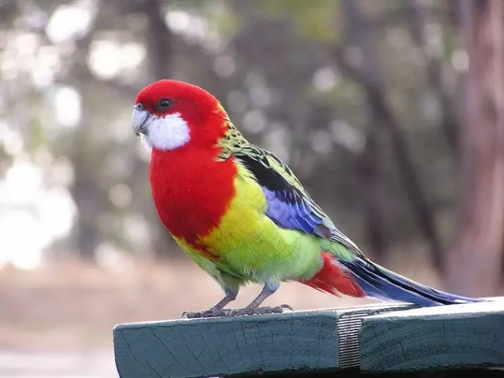 Parrot Rosella (44 ảnh): Tính năng nội dung của Roosela. Parrot có nói về không? Đặc điểm của Rosella Red, Motley và các loài khác. Đánh giá sở hữu 11631_21