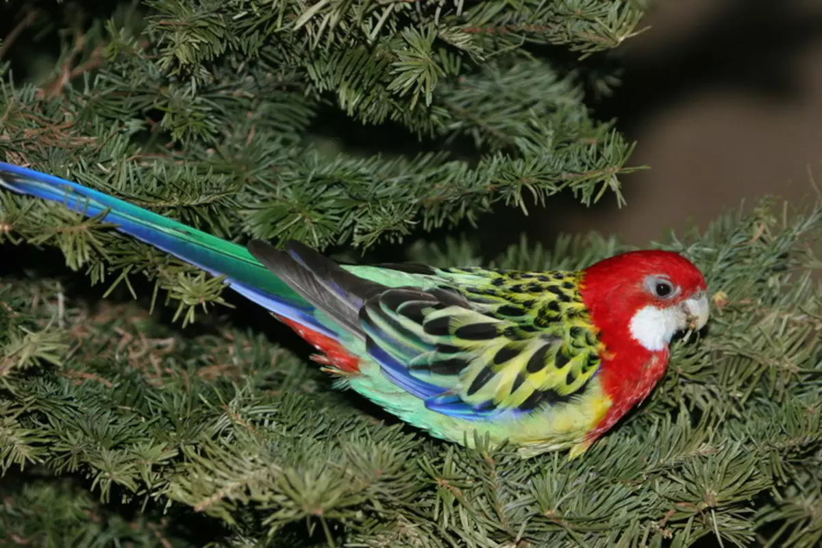 Parrot Rosella (44 ảnh): Tính năng nội dung của Roosela. Parrot có nói về không? Đặc điểm của Rosella Red, Motley và các loài khác. Đánh giá sở hữu 11631_22