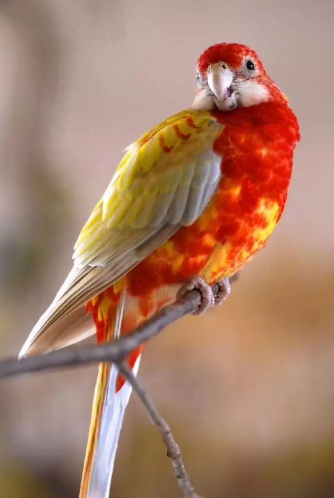 Parrot Rosella (44 ảnh): Tính năng nội dung của Roosela. Parrot có nói về không? Đặc điểm của Rosella Red, Motley và các loài khác. Đánh giá sở hữu 11631_24