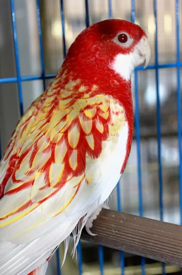 Parrot Rosella (44 ảnh): Tính năng nội dung của Roosela. Parrot có nói về không? Đặc điểm của Rosella Red, Motley và các loài khác. Đánh giá sở hữu 11631_25