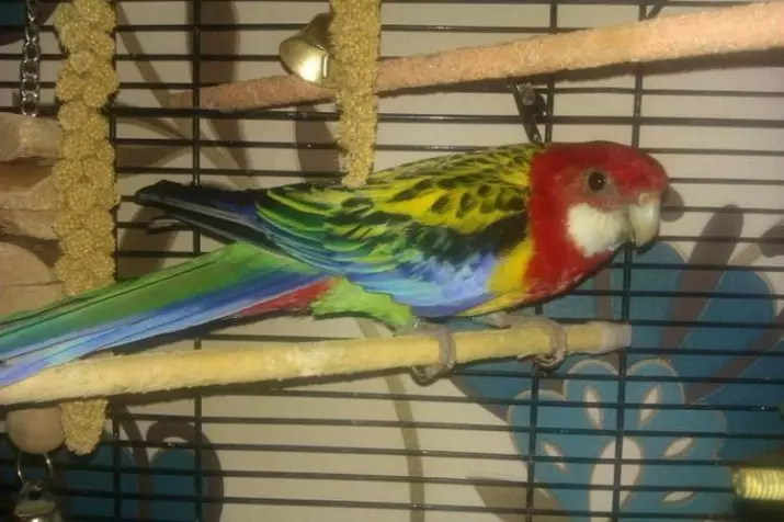 Parrot Rosella (44 ảnh): Tính năng nội dung của Roosela. Parrot có nói về không? Đặc điểm của Rosella Red, Motley và các loài khác. Đánh giá sở hữu 11631_27