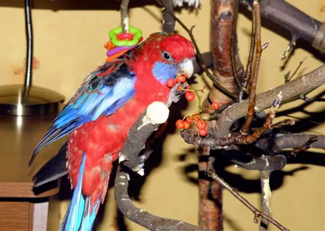 Parrot Rosella (44 ảnh): Tính năng nội dung của Roosela. Parrot có nói về không? Đặc điểm của Rosella Red, Motley và các loài khác. Đánh giá sở hữu 11631_30