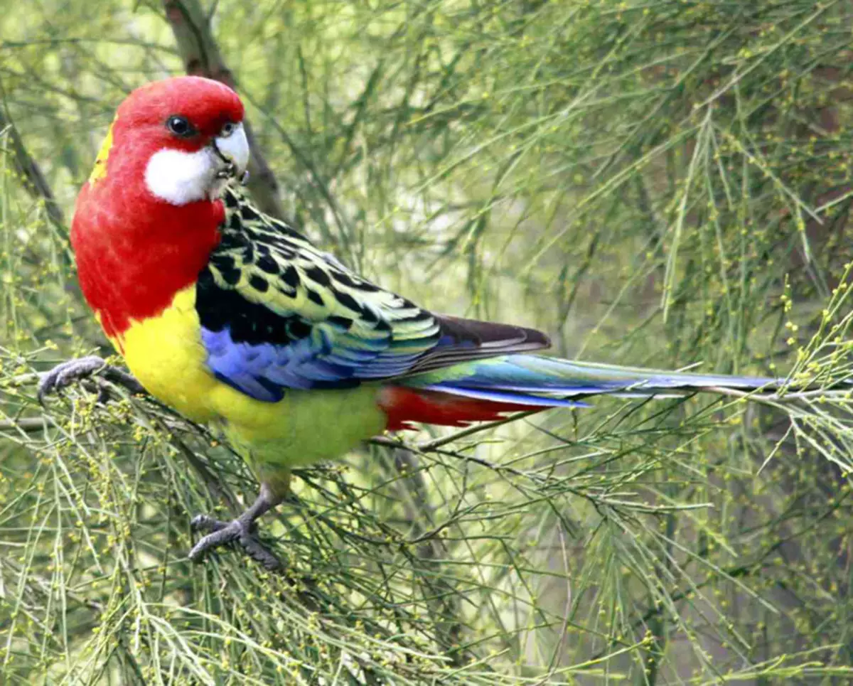 Parrot Rosella (44 ảnh): Tính năng nội dung của Roosela. Parrot có nói về không? Đặc điểm của Rosella Red, Motley và các loài khác. Đánh giá sở hữu 11631_4