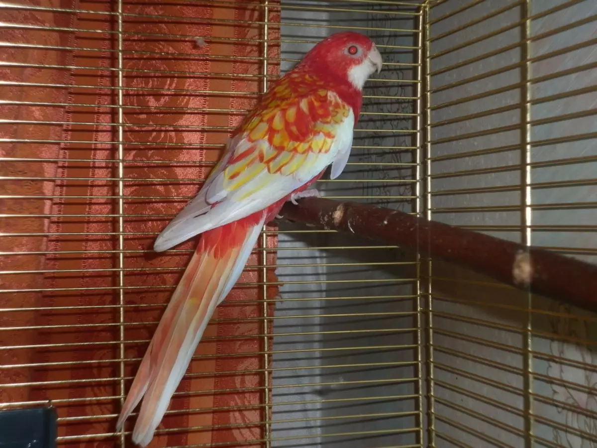 Parrot Rosella (44 ảnh): Tính năng nội dung của Roosela. Parrot có nói về không? Đặc điểm của Rosella Red, Motley và các loài khác. Đánh giá sở hữu 11631_5