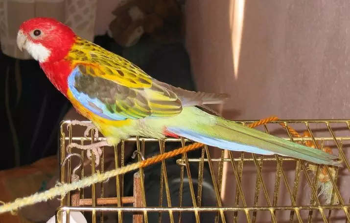 Parrot Rosella (44 ảnh): Tính năng nội dung của Roosela. Parrot có nói về không? Đặc điểm của Rosella Red, Motley và các loài khác. Đánh giá sở hữu 11631_7