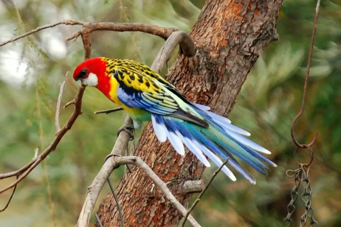 Parrot Rosella (44 ảnh): Tính năng nội dung của Roosela. Parrot có nói về không? Đặc điểm của Rosella Red, Motley và các loài khác. Đánh giá sở hữu 11631_9