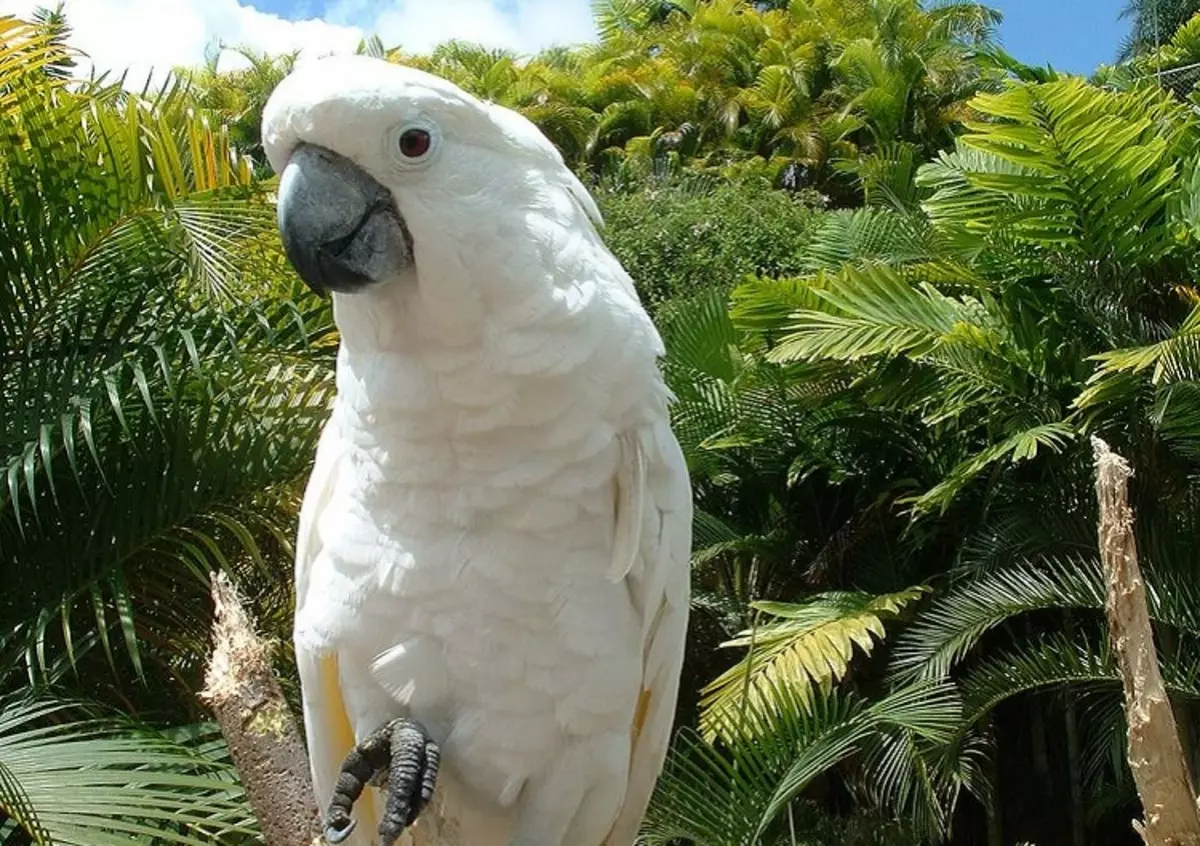 Talking Parrot (54 fotos): Que tipo de raza é a máis conversativa? Como ensinar a un papagaio para falar? 11633_10