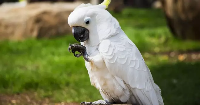 Talking Parrot (54 fotografij): Kakšna pasma je najbolj govorjena? Kako naučiti papiga za pogovor? 11633_12