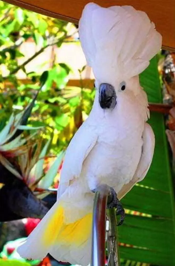 Talking Parrot (54 ảnh): Loại giống nào là nhiều nhất? Làm thế nào để dạy một con vẹt để nói chuyện? 11633_13