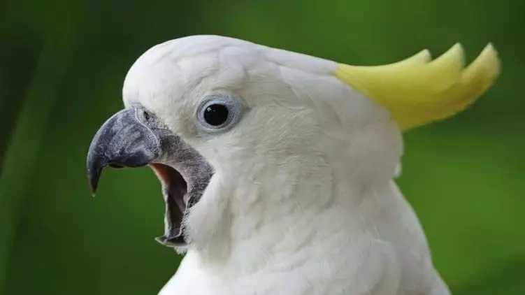 Parolanta papago (54 fotoj): Kian rason estas la plej parolema? Kiel instrui papagon por paroli? 11633_15