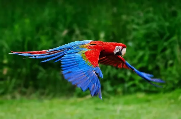 Prate papegaai (54 foto's): Hokker soarte fan ras is it meast sprekken? Hoe learje in papegaai om te petearjen? 11633_16