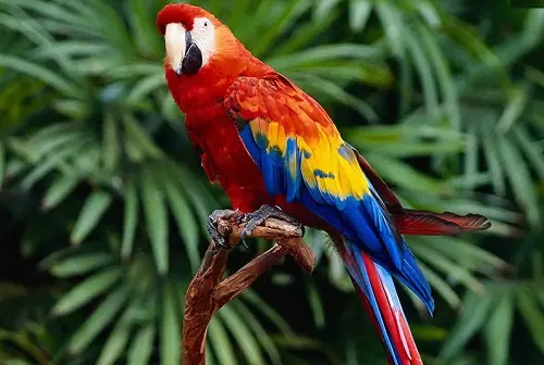 Talking Parrot (54 zdjęcia): Jakiego rodzaju rasy jest najbardziej rozmowny? Jak uczyć papugi do rozmowy? 11633_17