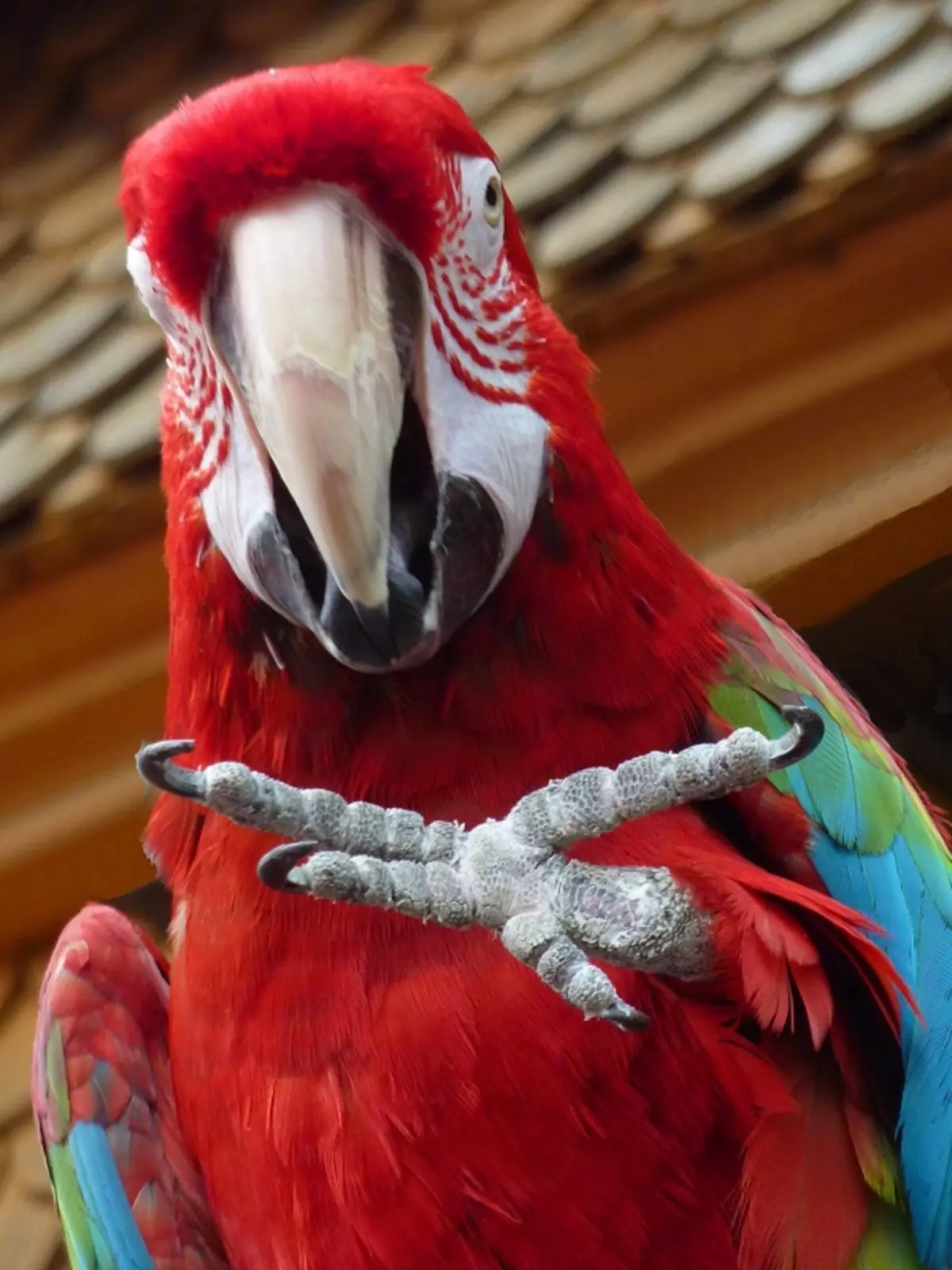 Talking Parrot (54 fotot): Milline tõug on kõige jutukas? Kuidas õpetada papagoi rääkida? 11633_18