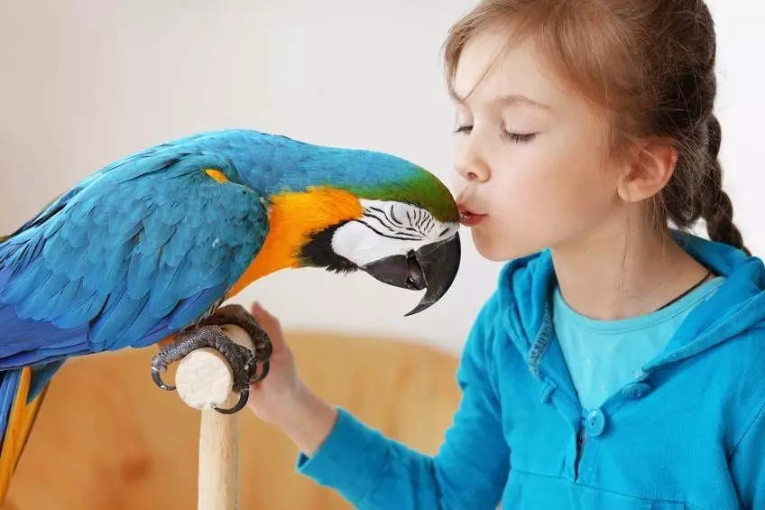Talking Parrot (54 nuotraukos): Kokios veislės yra labiausiai kalbantis? Kaip mokyti papūga kalbėti? 11633_19