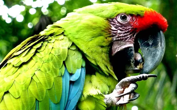 Talking Parrot (54 fotografií): Aký druh plemena je najviac hovoriaci? Ako naučiť papagáj hovoriť? 11633_2