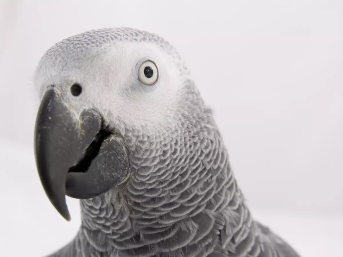 Prate papegaai (54 foto's): Hokker soarte fan ras is it meast sprekken? Hoe learje in papegaai om te petearjen? 11633_20