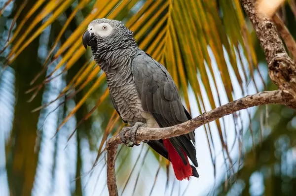 Talking Parrot (54 nuotraukos): Kokios veislės yra labiausiai kalbantis? Kaip mokyti papūga kalbėti? 11633_21